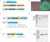 Figure 2—figure supplement 4.
