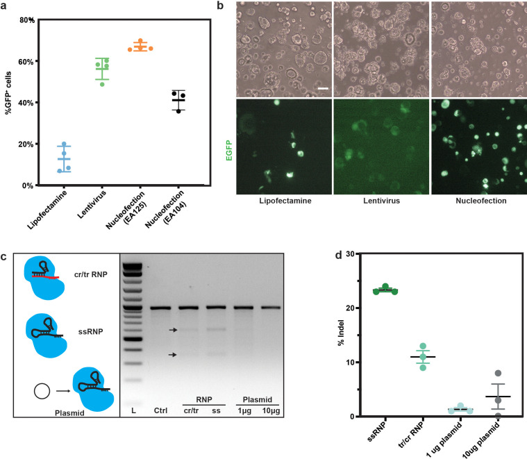 Figure 1—figure supplement 1.