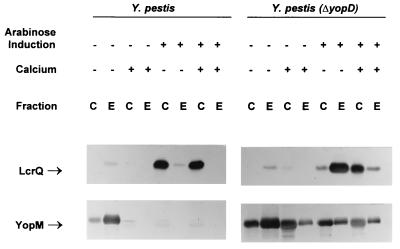 FIG. 5