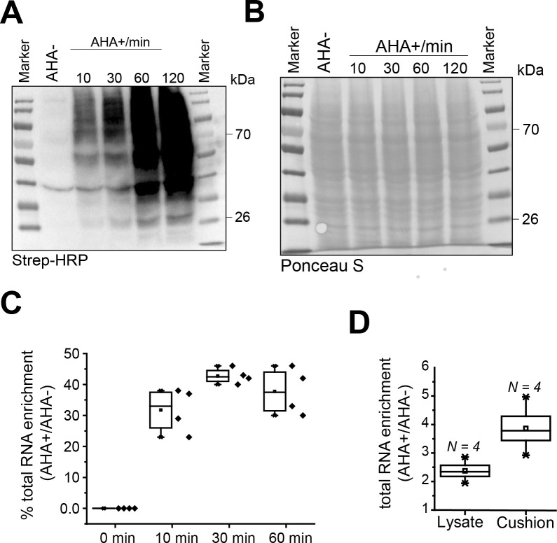 Figure 1—figure supplement 1.