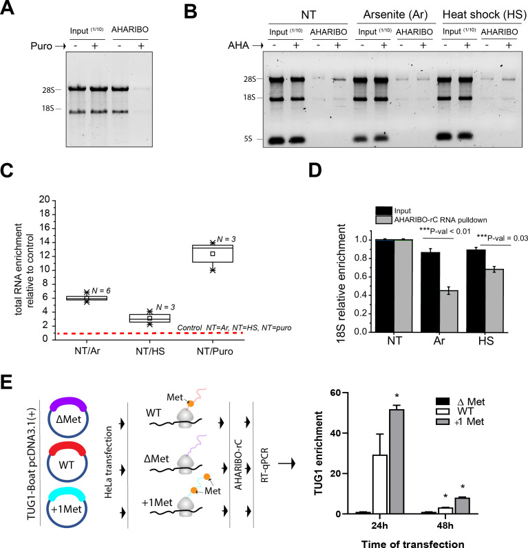 Figure 1—figure supplement 3.