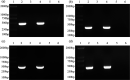 FIG 6