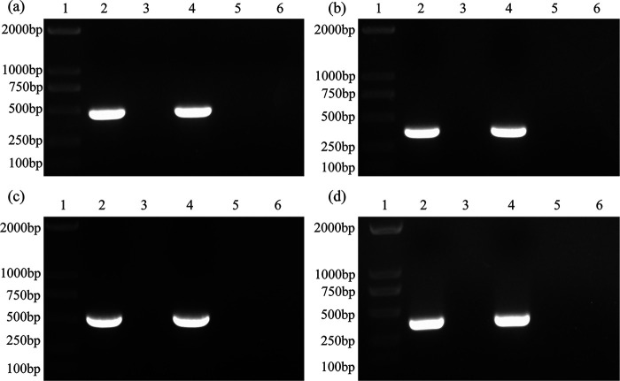 FIG 6