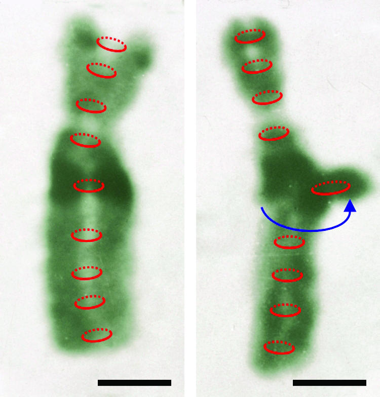 Figure 7.