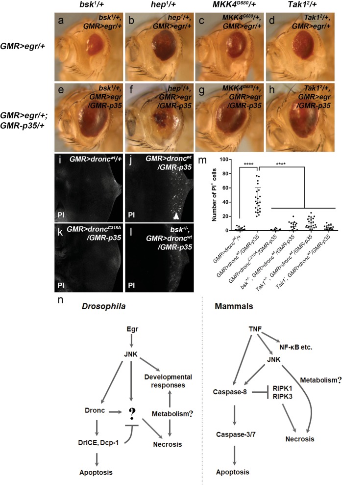 Fig. 7. JNK signaling contributes to Eiger- and Dronc-induced necrosis when apoptosis is blocked.