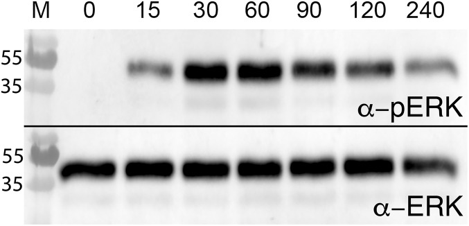 Fig. S8.