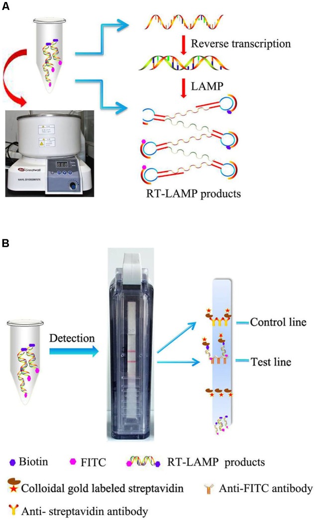 FIGURE 1