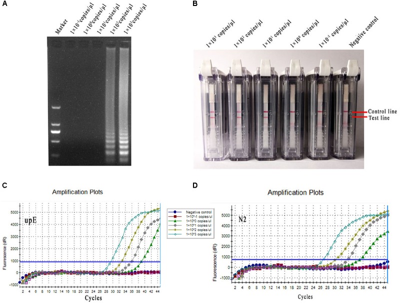 FIGURE 6