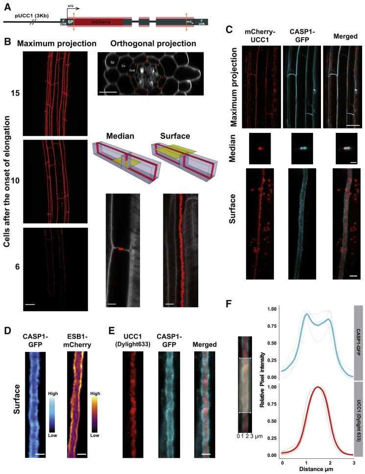 Figure 2