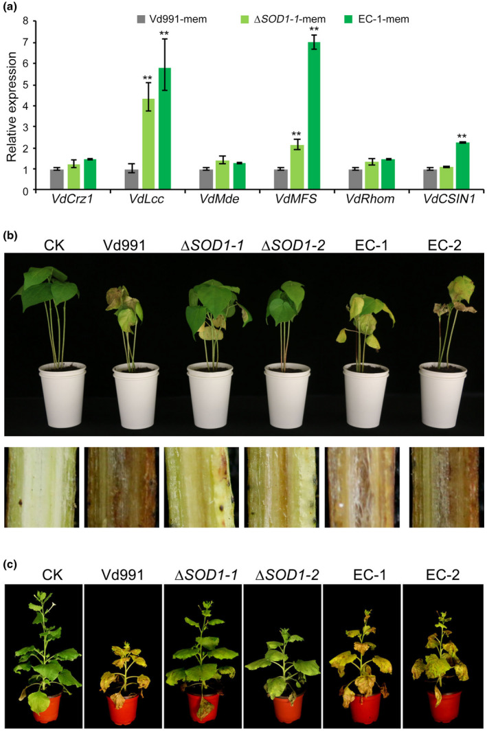 FIGURE 6