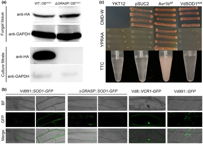 FIGURE 4