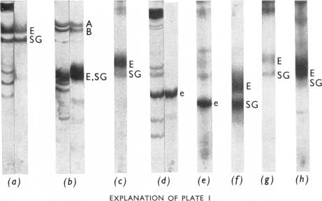 PLATE 1