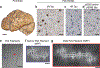 Figure 1 |