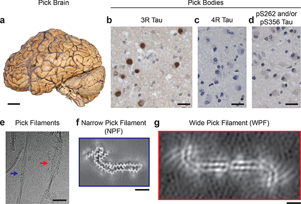 Figure 1 |