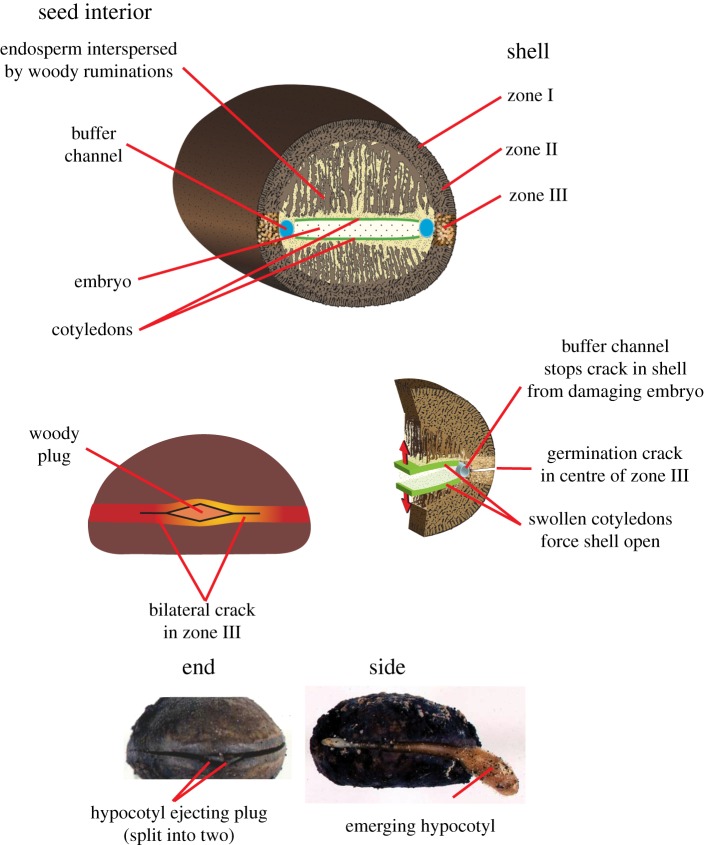 Figure 1.