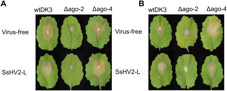 FIGURE 5