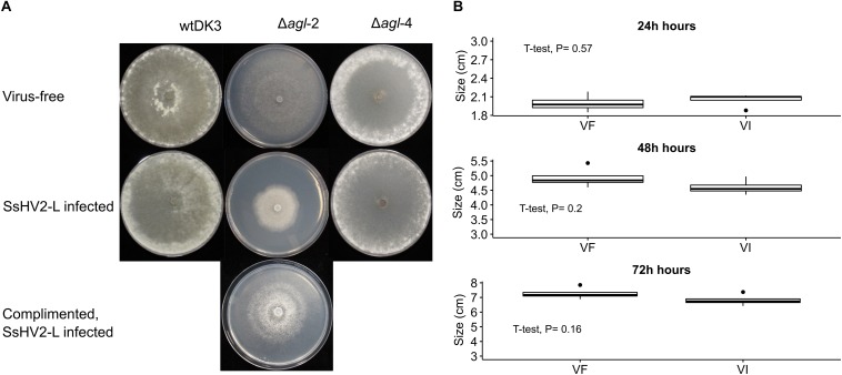 FIGURE 3