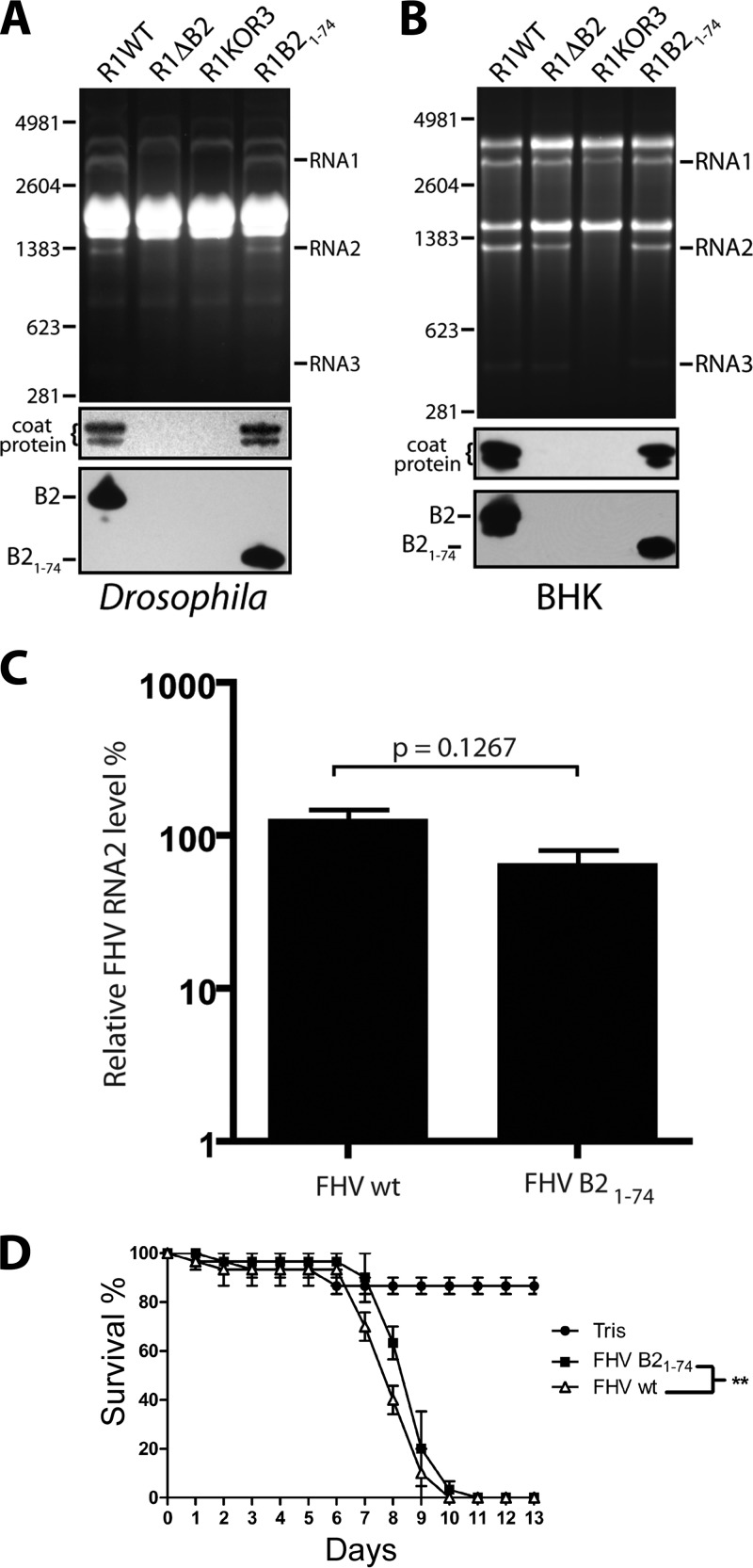 Fig 7