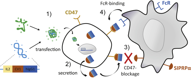 Figure 1