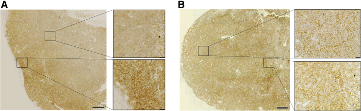 Figure 6