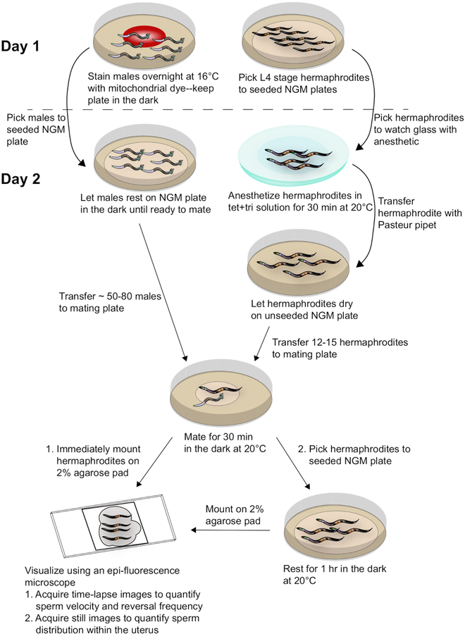 Figure 2: