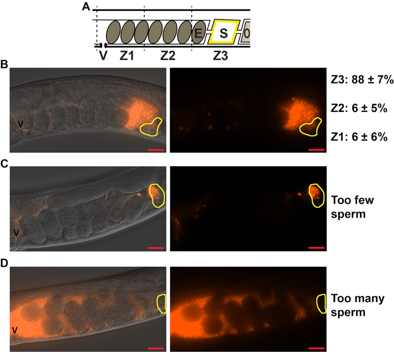 Figure 3: