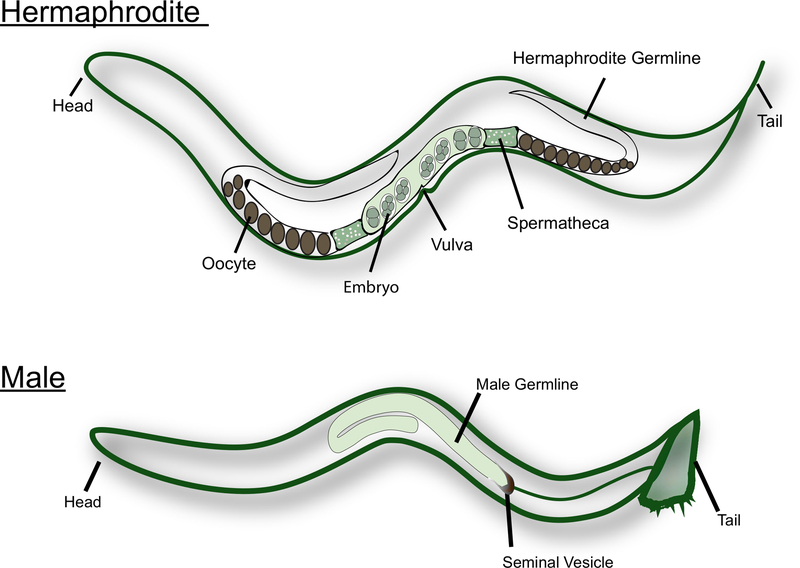 Figure 1: