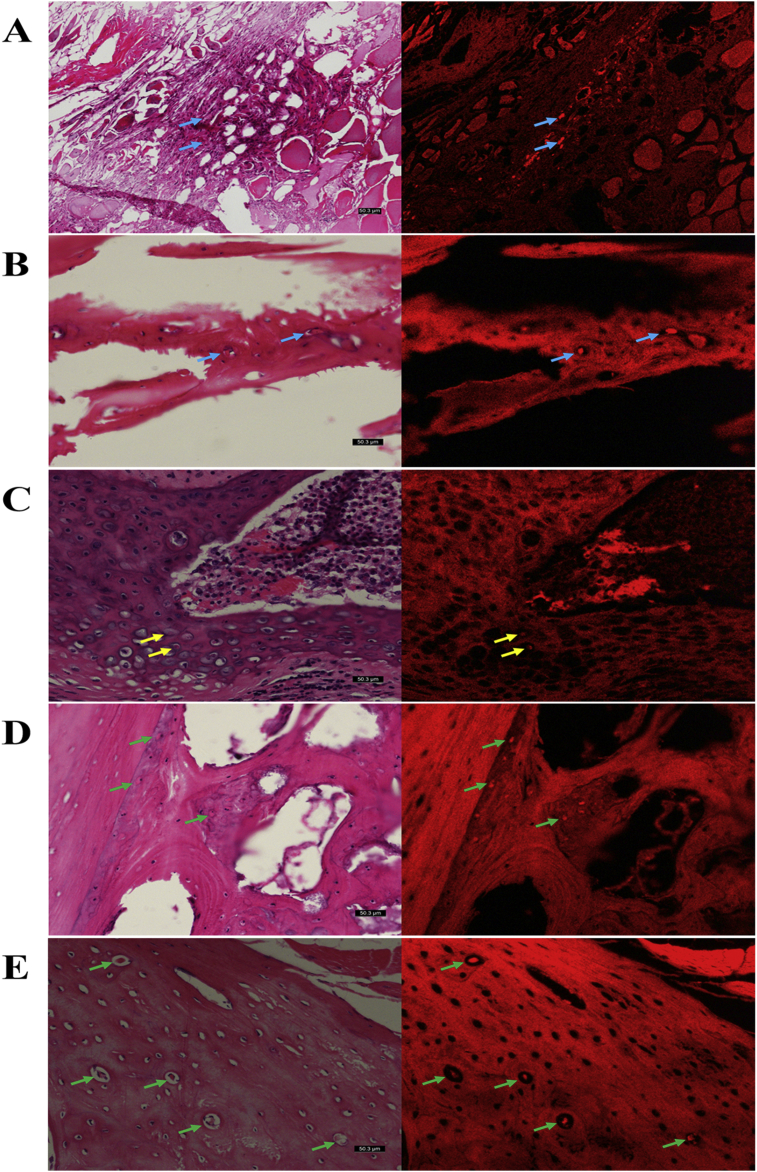 Fig. 7