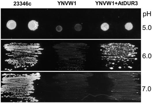 Figure 2.