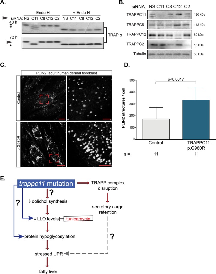 FIGURE 7: