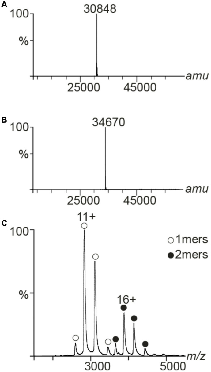 FIGURE 4