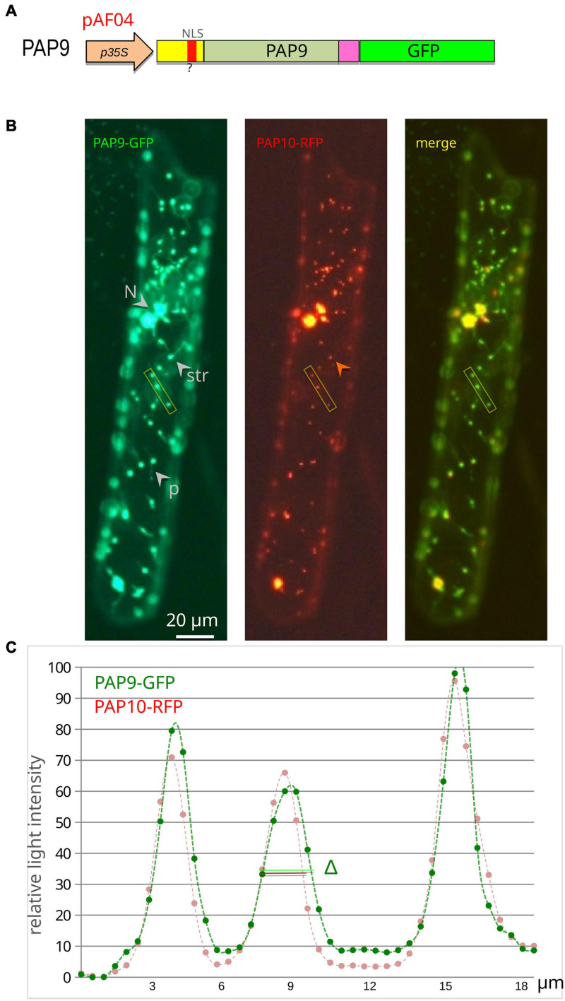 FIGURE 3