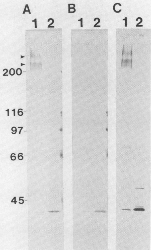 graphic file with name iai00027-0277-b.jpg