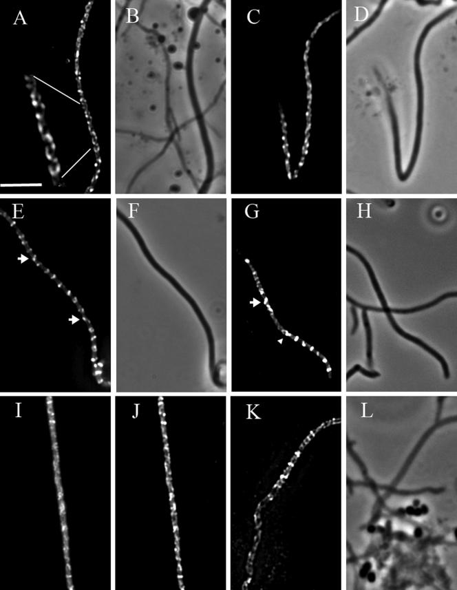 FIG.3.