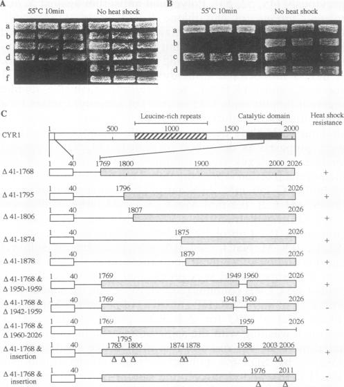 graphic file with name molcellb00019-0258-a.jpg