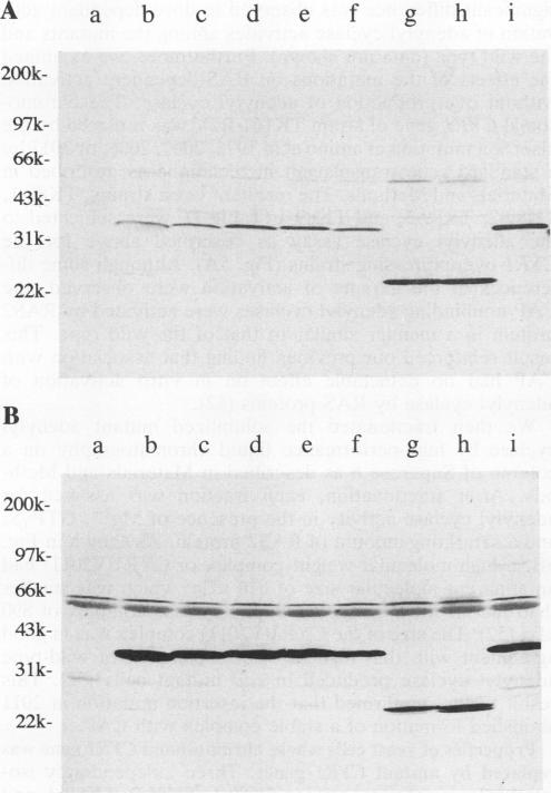 graphic file with name molcellb00019-0259-a.jpg