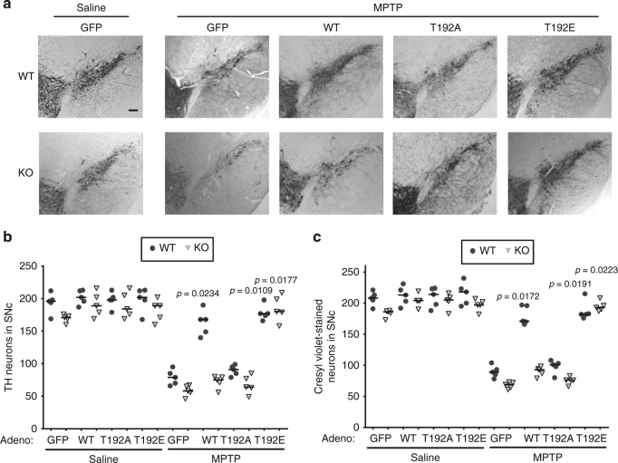 Fig. 6