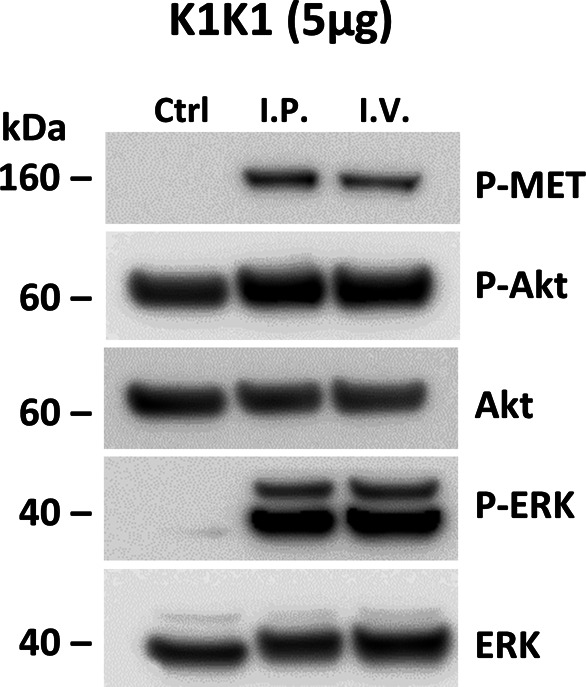 Figure S6.