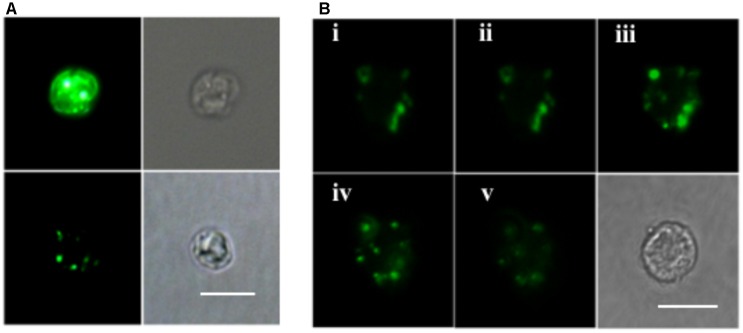 FIGURE 4