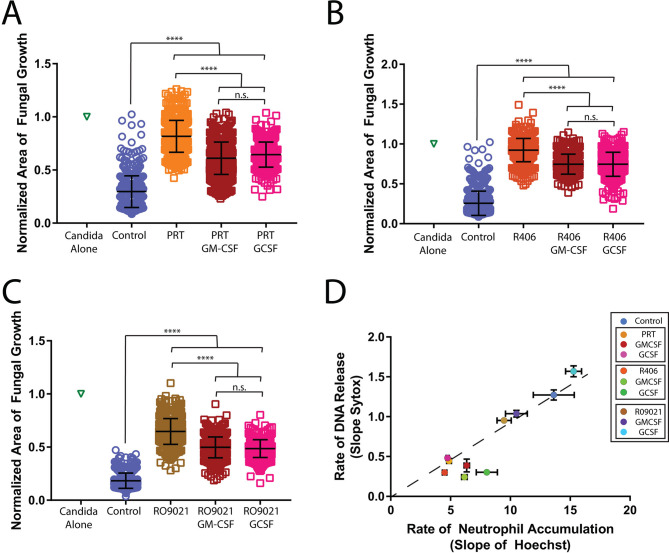 Box plots display normalized fungal growth area across treatments with PRT, R406, and RO9021 with GM-CSF and GCSF. Scatterplot depicts correlation between neutrophil accumulation rate and DNA release rate across treatments.