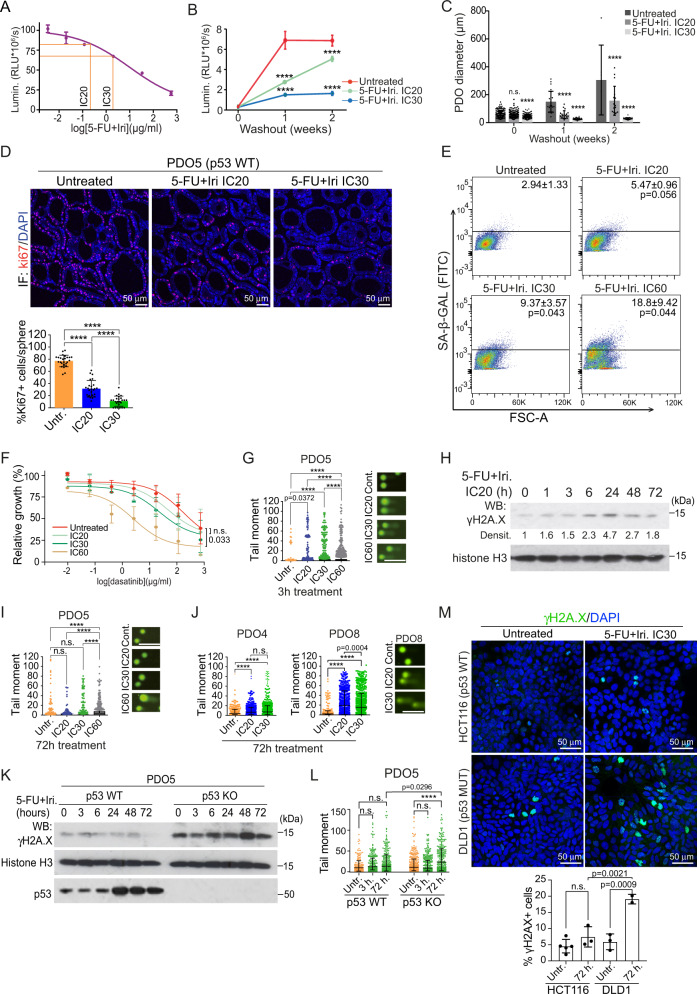 p53 wild-type colorectal cancer cells that express a fetal gene ...