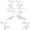 Scheme 6