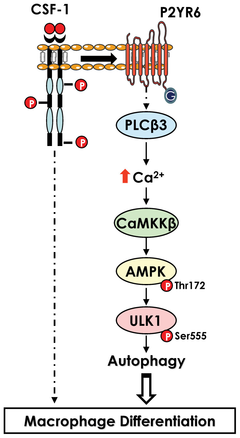 Figure 3