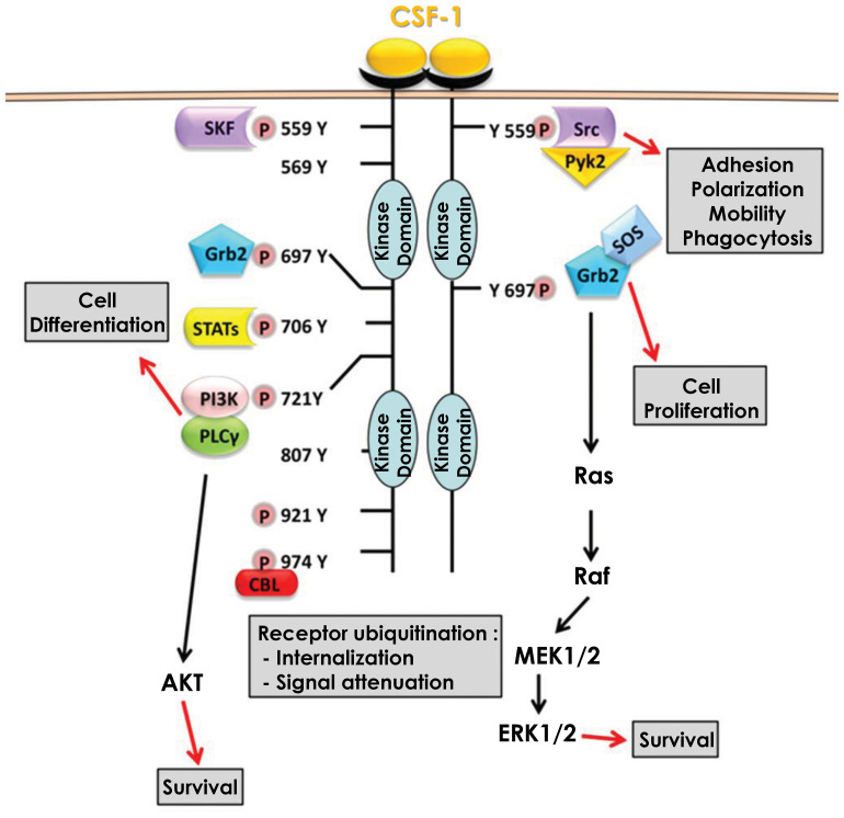 Figure 1