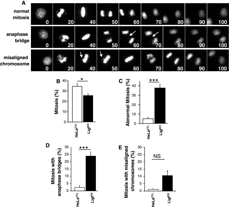 Fig. 7