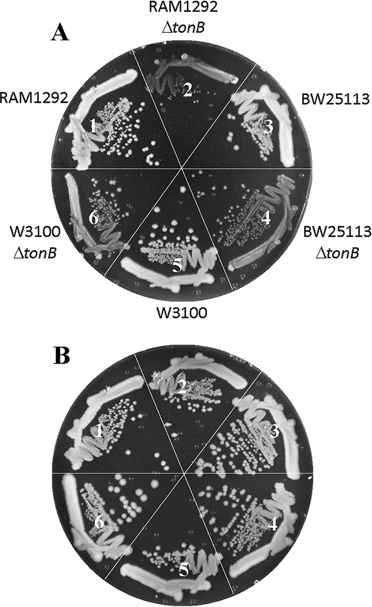 FIG 1