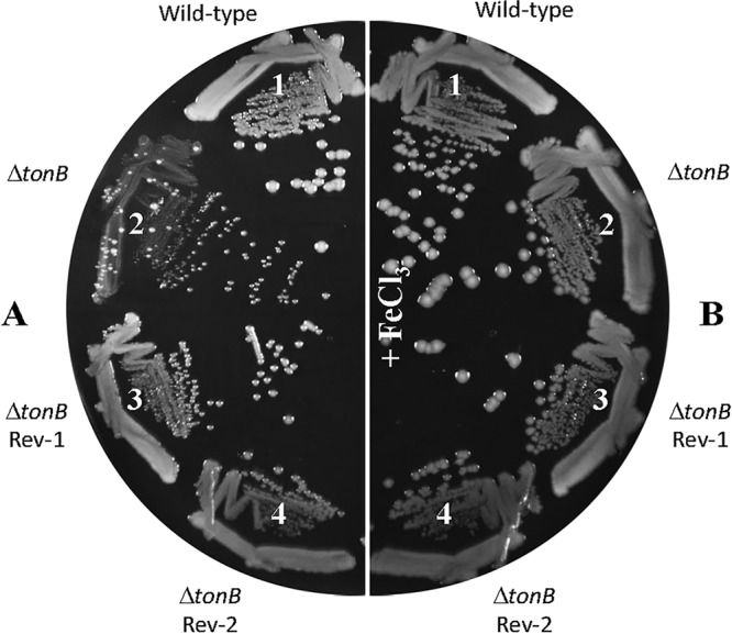 FIG 2