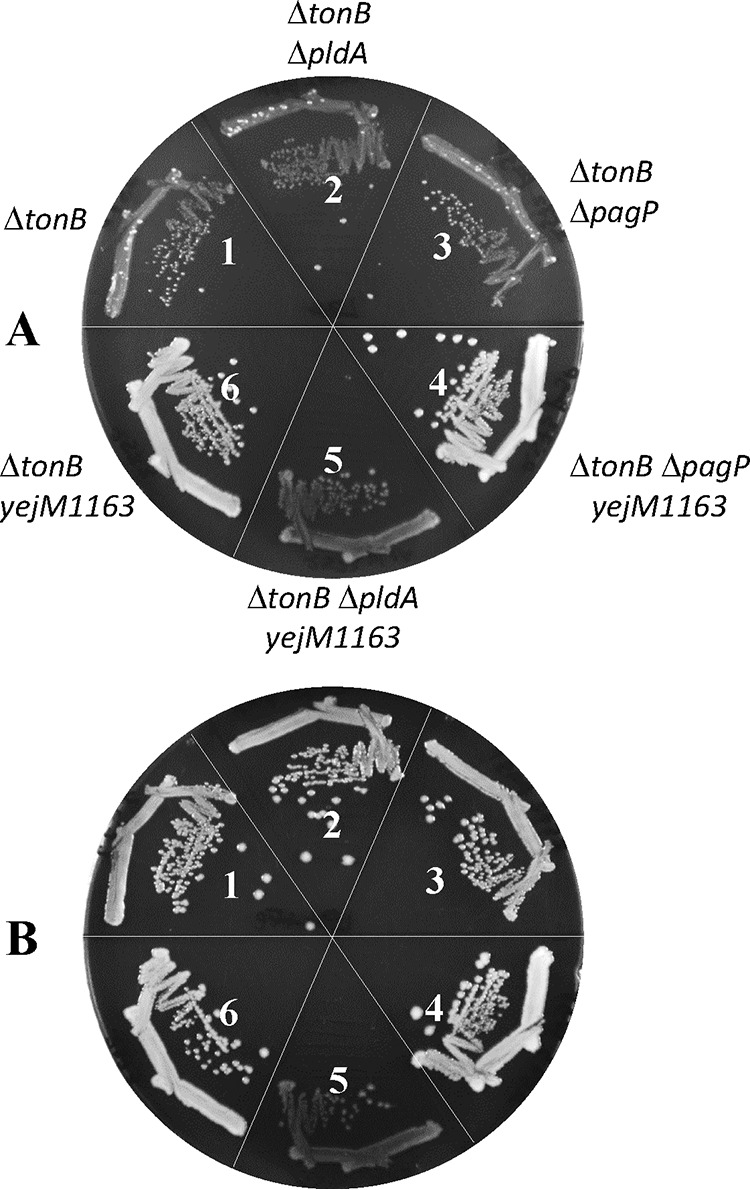 FIG 11