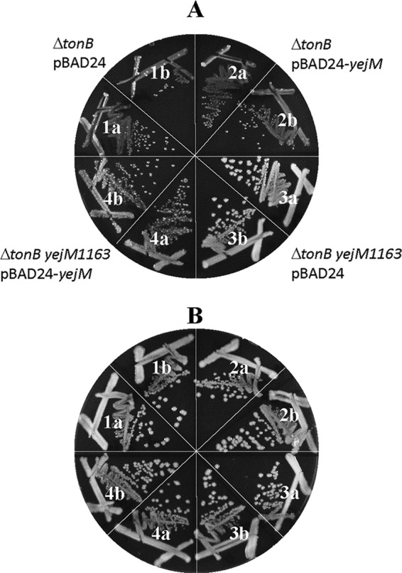 FIG 6