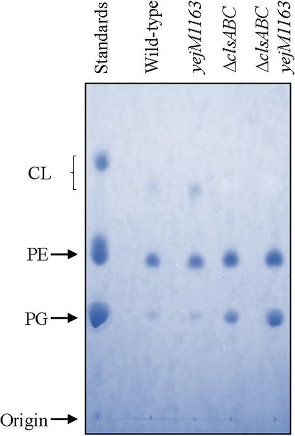 FIG 10